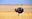 An ostrich in open grassland