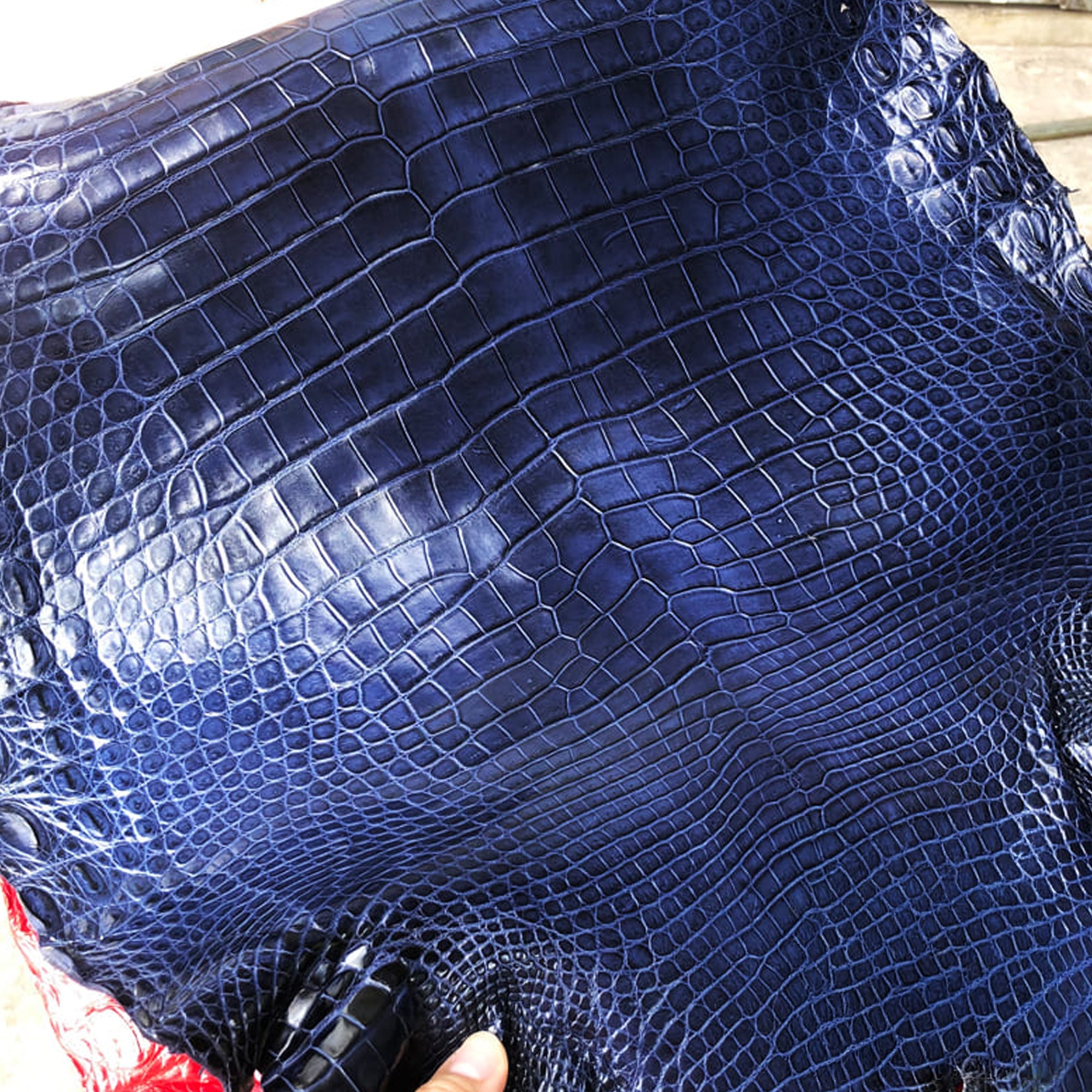 alligator hide — XILUGS